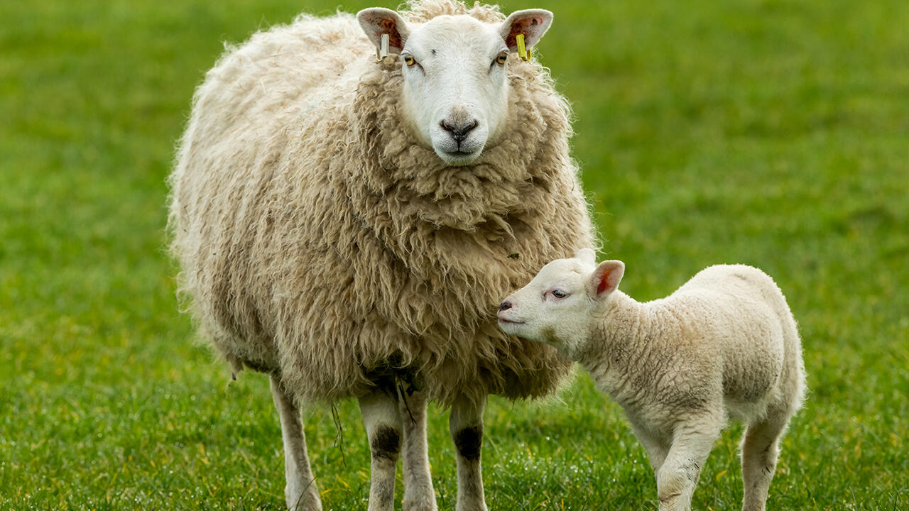 Wird auf hohes Tierwohl wert gelegt, gehören Mutterschaf und Lamm zusammen. Wird auf hohes Tierwohl wert gelegt, gehören Mutterschaf und Lamm zusammen.