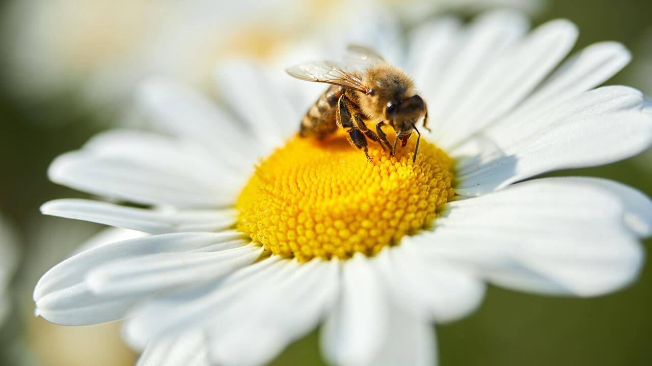 Der globale massenhafte Einsatz von Pestiziden gefährdet auch wichtige Nützlinge wie Bienen. Der globale massenhafte Einsatz von Pestiziden gefährdet auch wichtige Nützlinge wie Bienen.