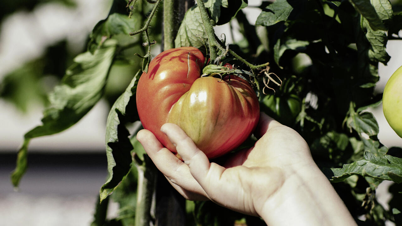 Schöne Tomaten, aus denen man Samen entnehmen will, lässt man im Sommer länger hängen, bis sie etwas überreif werden Schöne Tomaten, aus denen man Samen entnehmen will, lässt man im Sommer länger hängen, bis sie etwas überreif werden